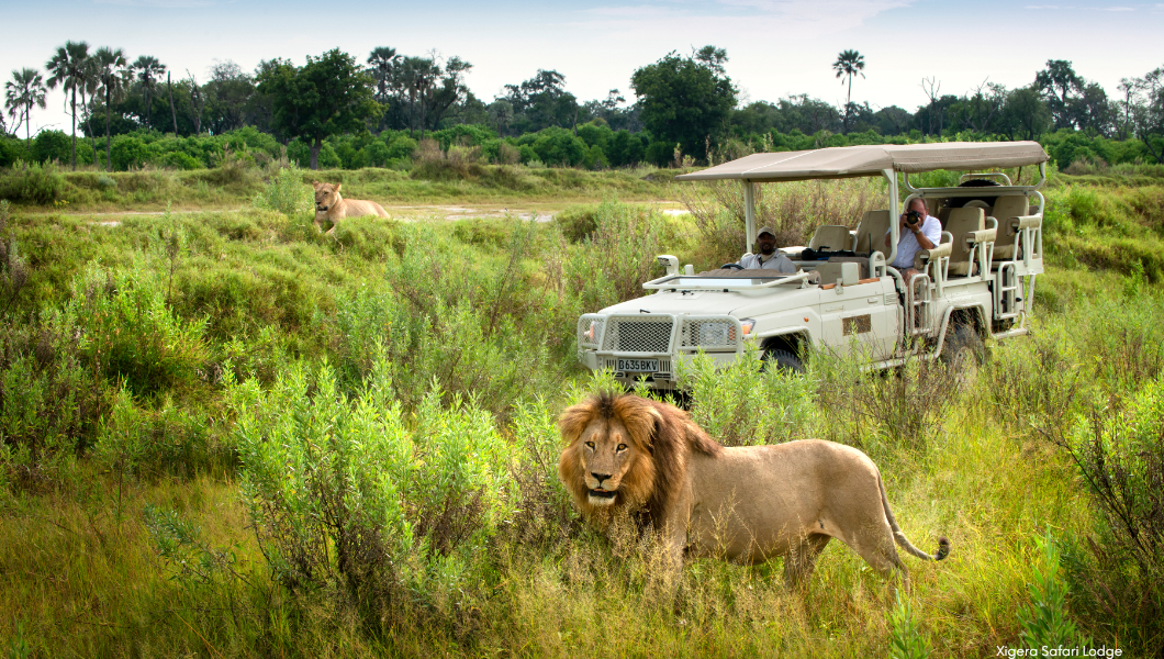 game drive lions Xigera